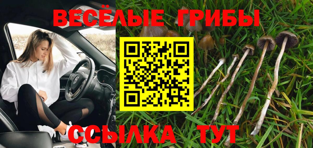 Псилоцибиновые грибы мицелий Карачаевск